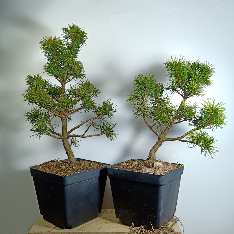 那须五针松小苗原生五针松盆景桩原生大板松日本进口那须娘金钱松