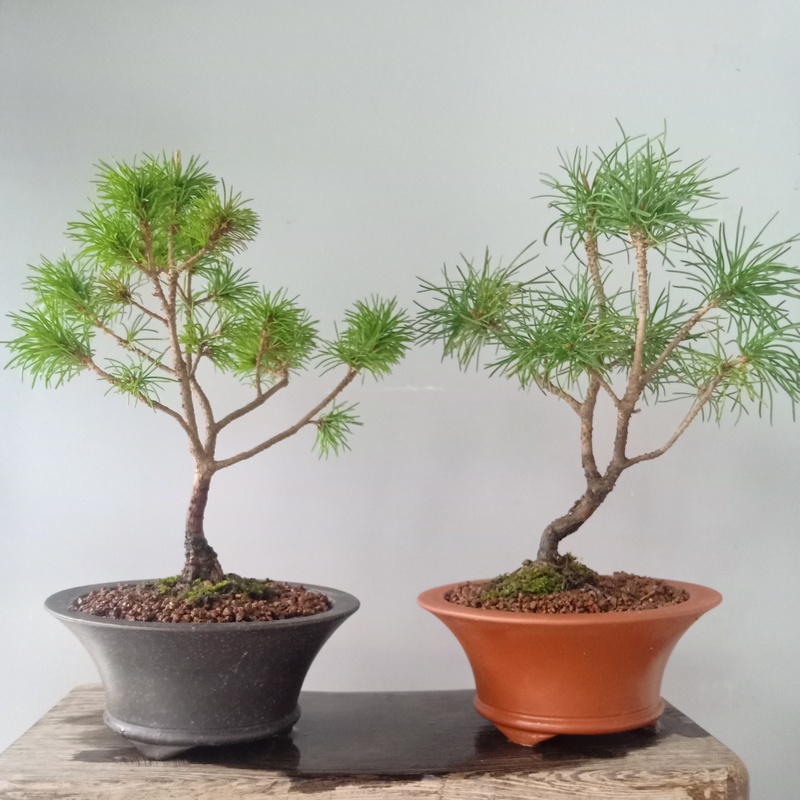 那须五针松老桩盆景阳台庭院微型绿植包邮日本进口大阪原生耐旱