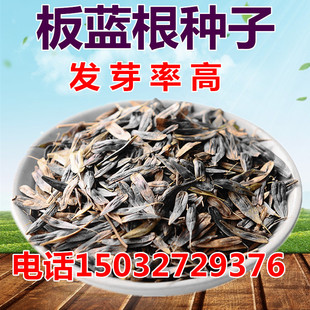 中草药材种子板蓝根种籽纯新散装大青叶小叶板兰根籽板蓝根种子新