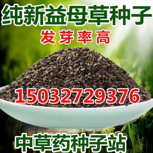 益母草种子中药材种籽茺蔚子种籽可做芽苗菜四季播种