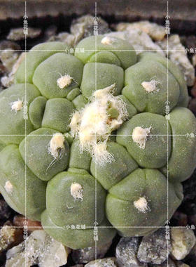 龟甲兜种子星球属仙人掌科仙人球稀有品种贵货多肉asterias kikko