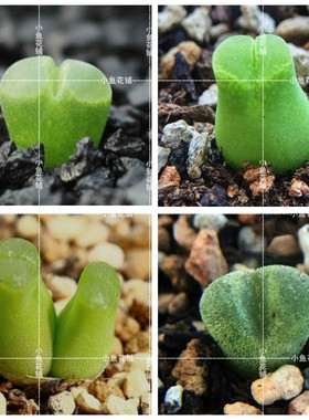 磨砂风铃玉混合种子 冰风铃肉锥花播种多肉Conophytum devium Mix