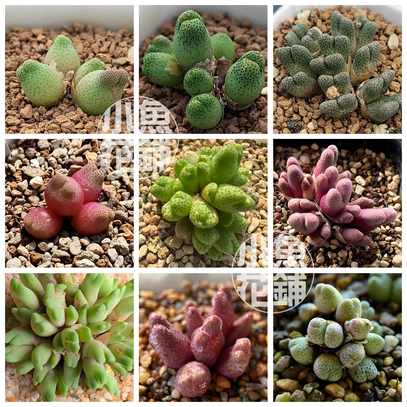 斑马混合种子 肉锥花属番杏科稀有多肉Conophytum marginatum Mix
