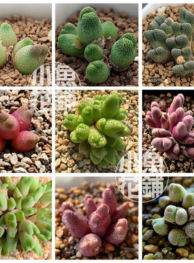 斑马混合种子 肉锥花属番杏科稀有多肉Conophytum marginatum Mix