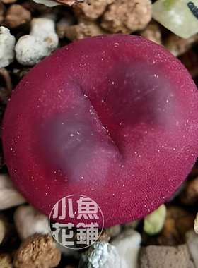 吕氏红宝石种子 红毛汉尼肉锥花番杏科多肉 Conophytum maughanii
