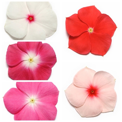 进口长春花种子 花卉种孑园艺播种盆栽一年生Catharanthus roseus