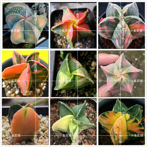 鸾凤玉锦混合仙人掌科星球属仙人球稀有品种种植育苗播种多肉种子