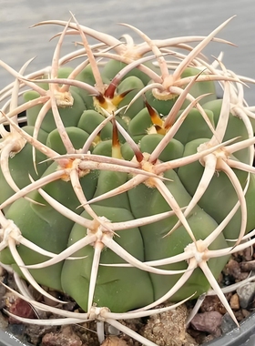 碧岩玉种子 仙人球裸萼球属播种多肉 castellanosii subsp seeds