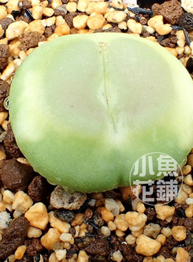 拉登种子 肉锥花1473.18稀有贵货播种多肉Conophytum ratum Seeds