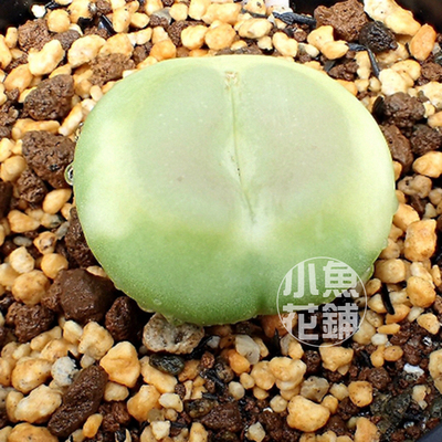 拉登种子 肉锥花1473.18稀有贵货播种多肉Conophytum ratum Seeds