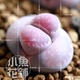 紫李夫人种子 Violet 生石花稀有播种贵货多肉salicola Sato’s