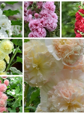 进口重瓣蜀葵种子 花卉种孑园艺播种盆栽二年生Alcea rosea Seeds