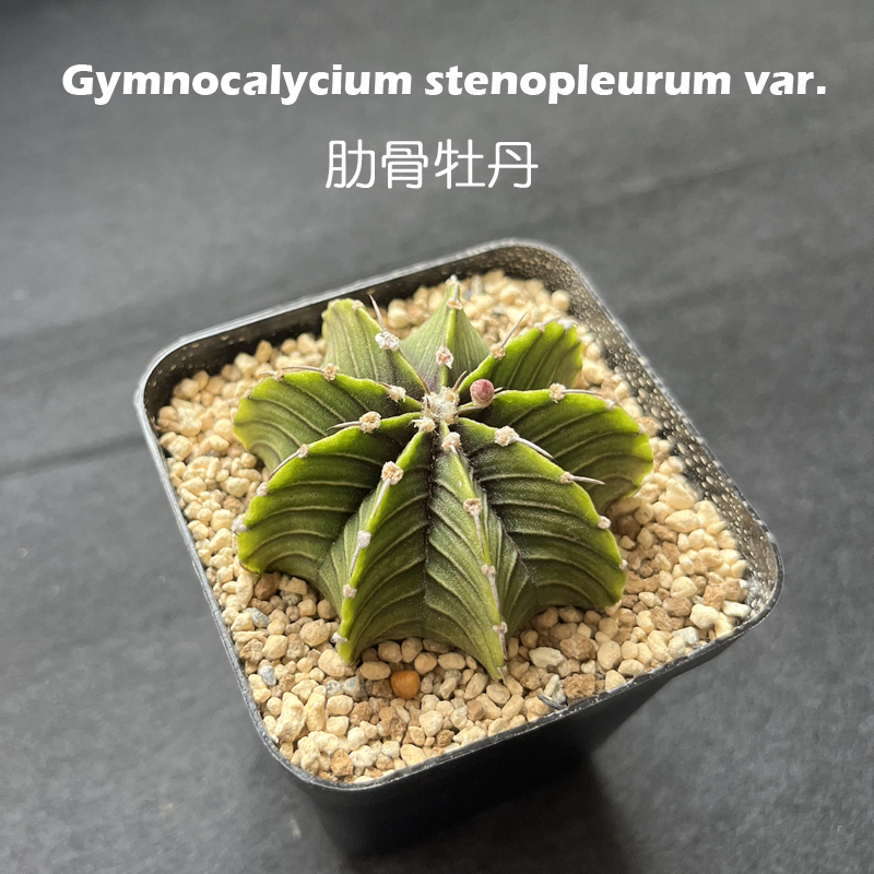 肋骨牡丹仙人球裸萼球属仙人掌多肉稀有精品盆栽植物一物一拍实生