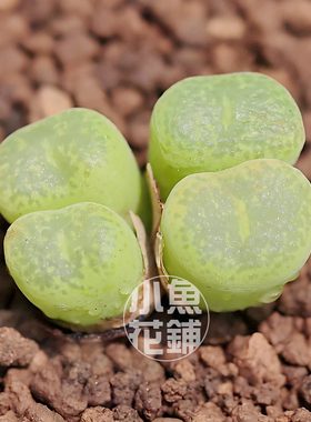 流苏玉混合种子 肉锥花属番杏科稀有多肉Conophytum lithopsoides