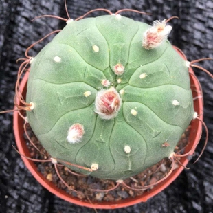 奇仙玉种子仙人球白仙玉属播种多肉 Matucana madisoniorum seeds