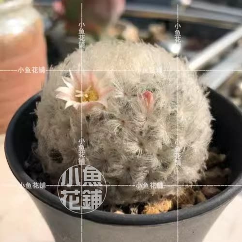 白星种子 仙人掌科乳突球属仙人球播种多肉 Mammillaria plumosa
