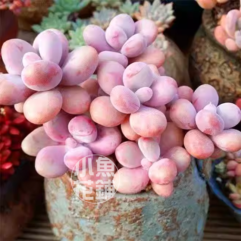 桃蛋种子 桃之卵风车草属景天科多肉 Graptopetalum amethystinum