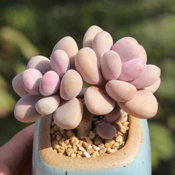 原始奶酪风车草属种子稀有品种贵货多肉种植育苗播种