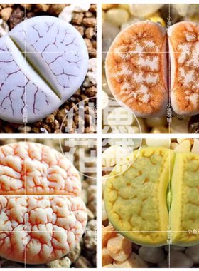 荒玉混合种子 生石花多肉石头花 Lithops gracilidelineata Mix