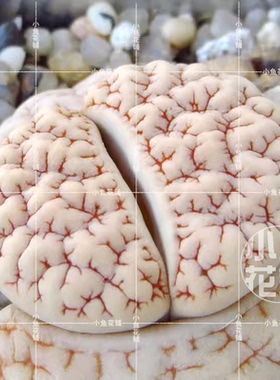 C189苇胧玉种子生石花荒玉多肉gracilidelineata var. waldroniae