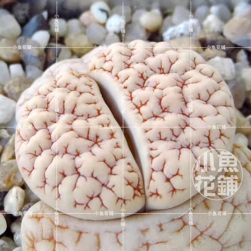 C189苇胧玉种子生石花荒玉多肉gracilidelineata var. waldroniae