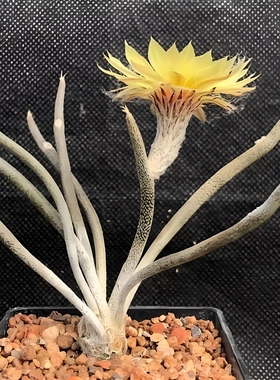 美杜莎种子 仙人掌科星球属仙人球播种多肉 caput-medusae seeds