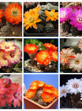 中间丽花混合种子仙人球多肉 Mediolobivia Intermedia Mix Seeds