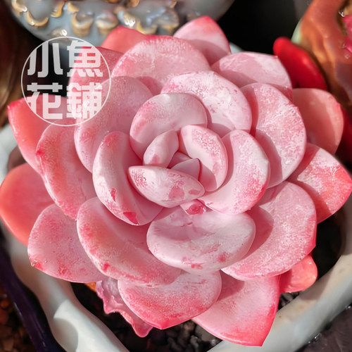 雪莲种子 景天科石莲花属稀有贵货多肉种孑籽播种 Echeveria laui