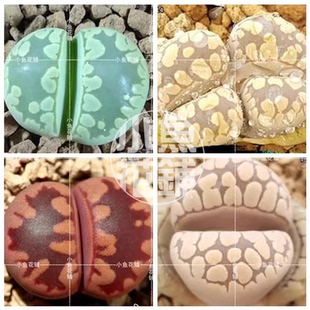 大津绘混合种子生石花多肉屁股花石头pp花mixed otzeniana seeds