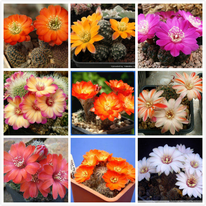 中间丽花混合仙人掌科仙人球稀有贵货品种种植育苗进口多肉种子