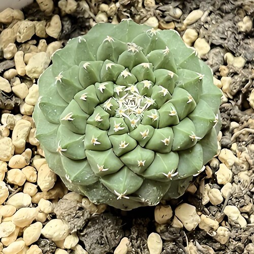 菊水种子 仙人球白花播种稀有多肉名球Strombocactus disciformis