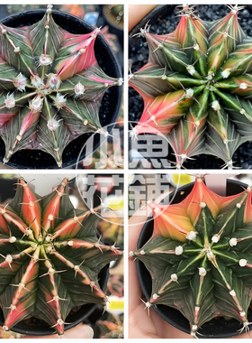 肋骨牡丹锦种子 仙人球多肉裸萼球属育苗 stenopleurum variegata