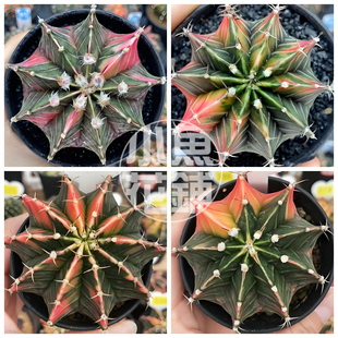 肋骨牡丹锦种子 仙人球多肉裸萼球属育苗 stenopleurum variegata