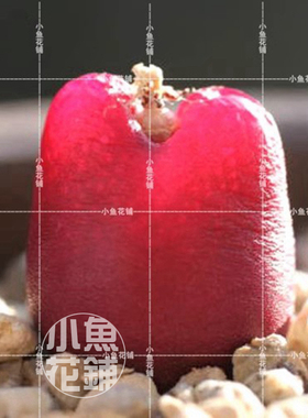 红宝石1804种子 红毛汉尼肉锥花番杏科多肉 Conophytum maughanii