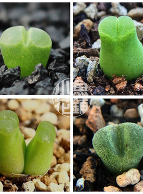 磨砂风铃玉混合种子 冰风铃肉锥花播种多肉Conophytum devium Mix