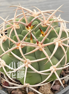 碧岩玉种子 仙人球裸萼球属播种多肉 castellanosii subsp seeds