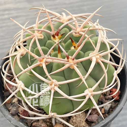 碧岩玉种子 仙人球裸萼球属播种多肉 castellanosii subsp seeds