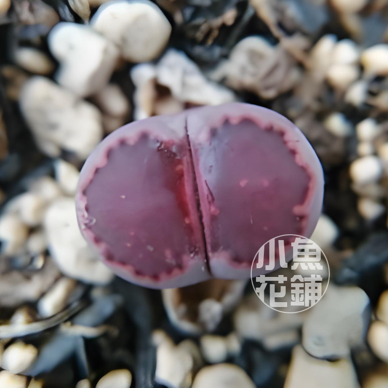 紫福来玉种子生石花多肉屁屁花石头播种Lithops 'Purple Fulleri'