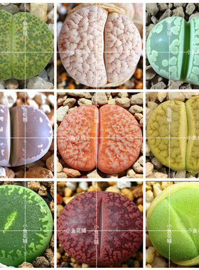 生石花全系混合种子多肉屁股花种孑pp花种籽mixed Lithops seeds