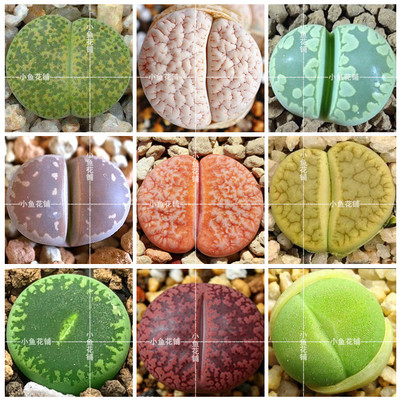 高品质生石花全系混合种子