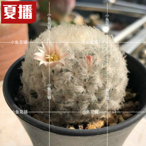 白星仙人掌科乳突球属仙人球稀有品种种植育苗播种多肉种子
