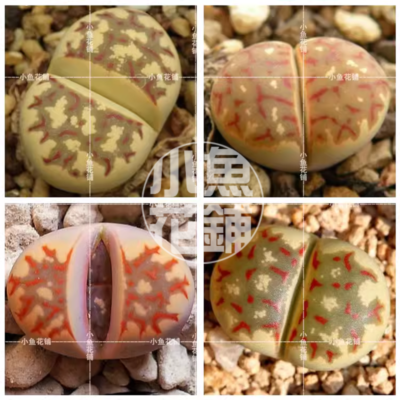 丽虹玉混合种子 生石花稀有贵货多肉 Lithops dorotheae Nel Mix