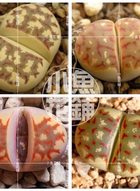 丽虹玉混合种子 生石花稀有贵货多肉 Lithops dorotheae Nel Mix