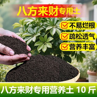 八方来财专用土料盆栽鸭掌木营养土叶子枯黄掉叶叶斑发黑打蔫耷拉