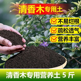 清香木专用土料土清香胡椒木营养土发黄枯萎掉落下垂软蔫种植家用