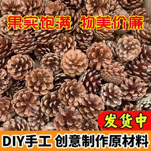 天然松果野生松塔装饰摆件幼儿园环保手工diy鹦鹉解闷磨牙圣诞装