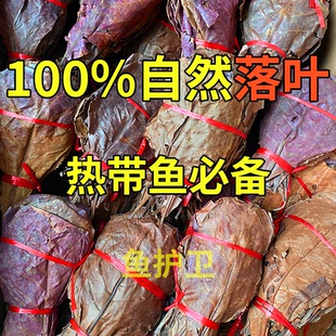 鱼缸榄仁叶降酸调节Ph值水族橄榄叶天然叶懒人叶斗鱼乌龟稳定水质