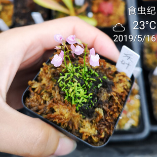 禾叶狸藻 净化空气食虫水陆缸热带雨林造景水生植物挖耳草热卖