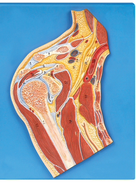 肩关节剖面模型A11202