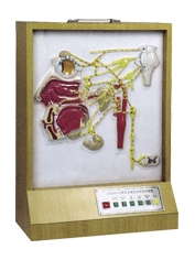 头部自主神经分布模型A18112